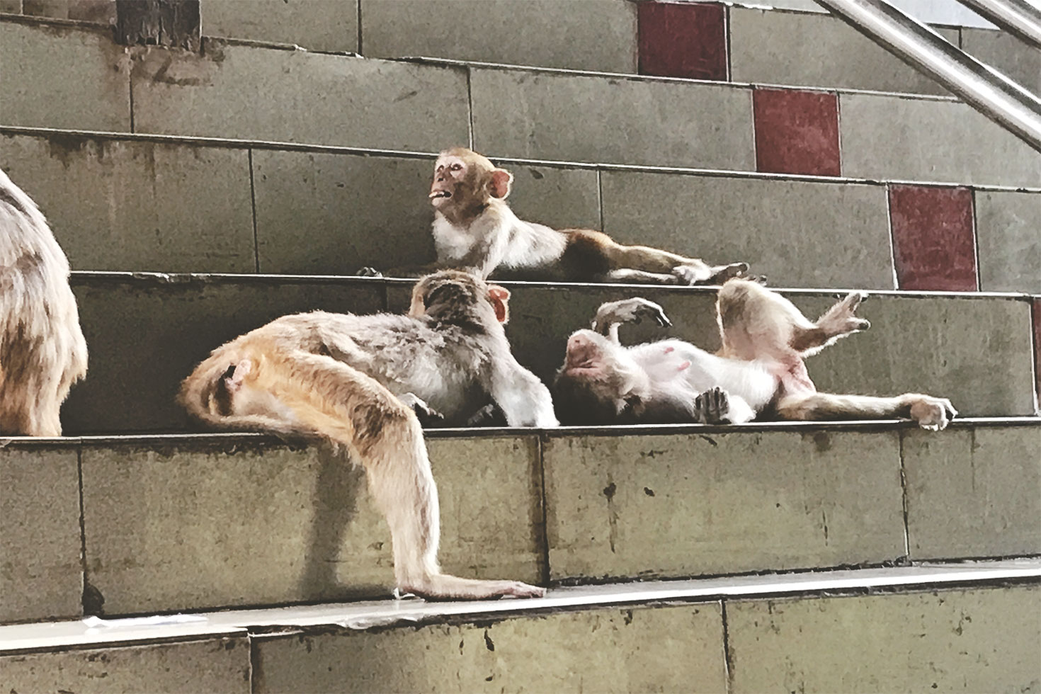 Monkeys block the stairs at Mount Popa